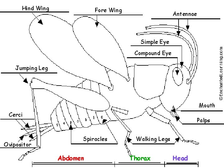 Hind Wing Fore Wing Antennae Simple Eye Compound Eye Jumping Leg Mouth Cerci Ovipositor