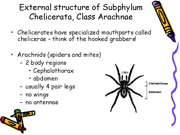 External structure of Subphylum Chelicerata, Class Arachnae • Chelicerates have specialized mouthparts called chelicerae