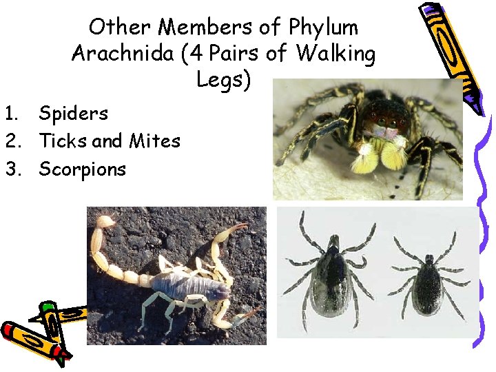 Other Members of Phylum Arachnida (4 Pairs of Walking Legs) 1. Spiders 2. Ticks