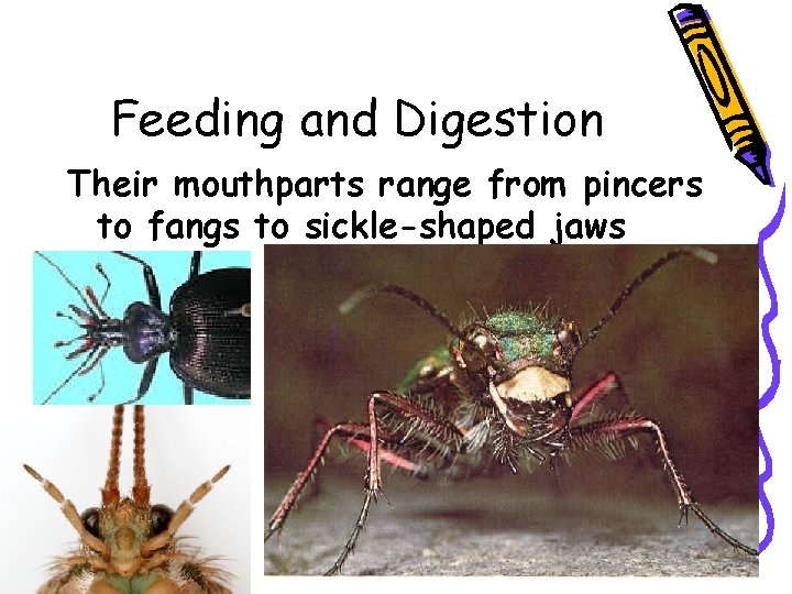 Feeding and Digestion Their mouthparts range from pincers to fangs to sickle-shaped jaws 