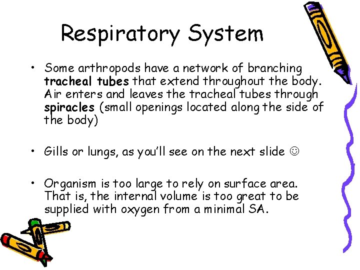 Respiratory System • Some arthropods have a network of branching tracheal tubes that extend