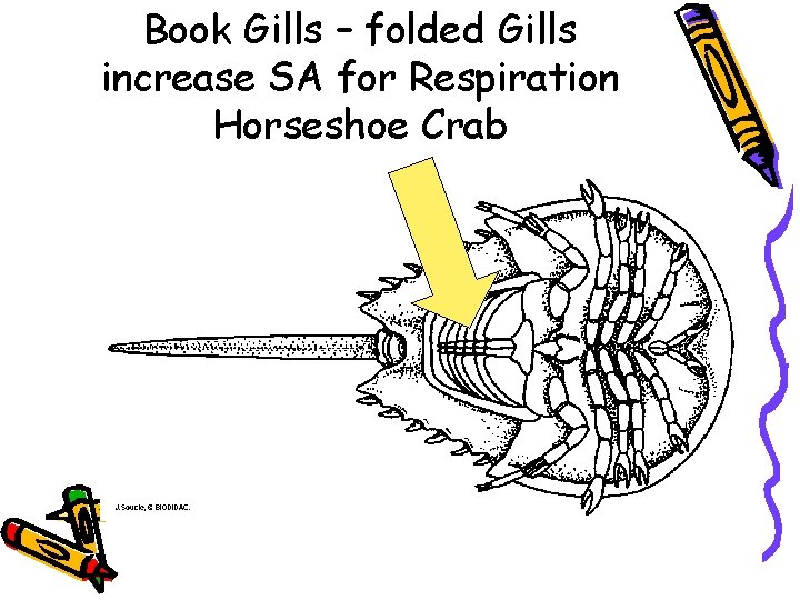 Book Gills – folded Gills increase SA for Respiration Horseshoe Crab 
