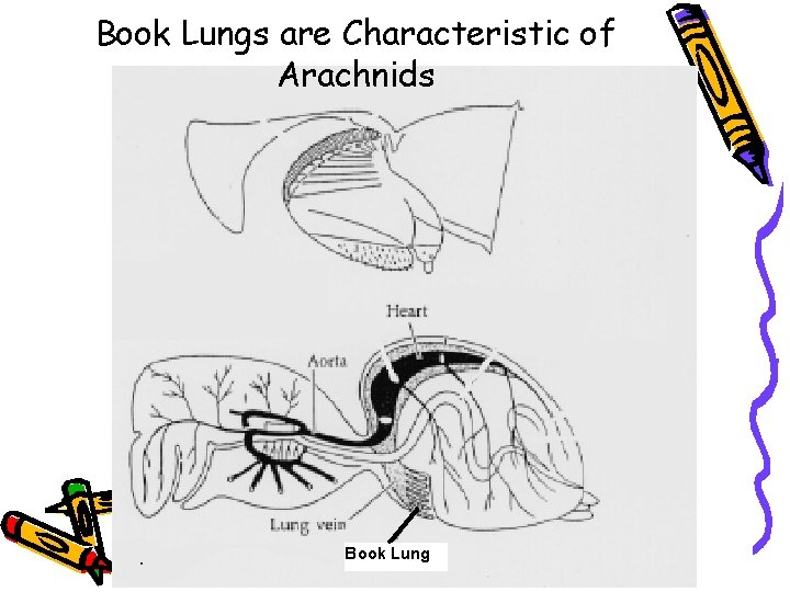 Book Lungs are Characteristic of Arachnids 