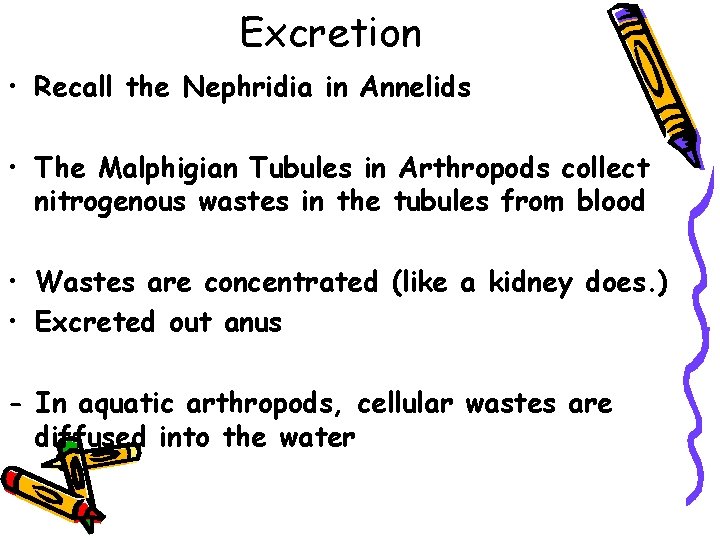 Excretion • Recall the Nephridia in Annelids • The Malphigian Tubules in Arthropods collect