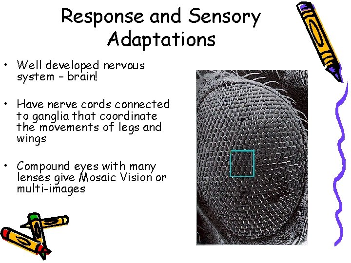 Response and Sensory Adaptations • Well developed nervous system – brain! • Have nerve