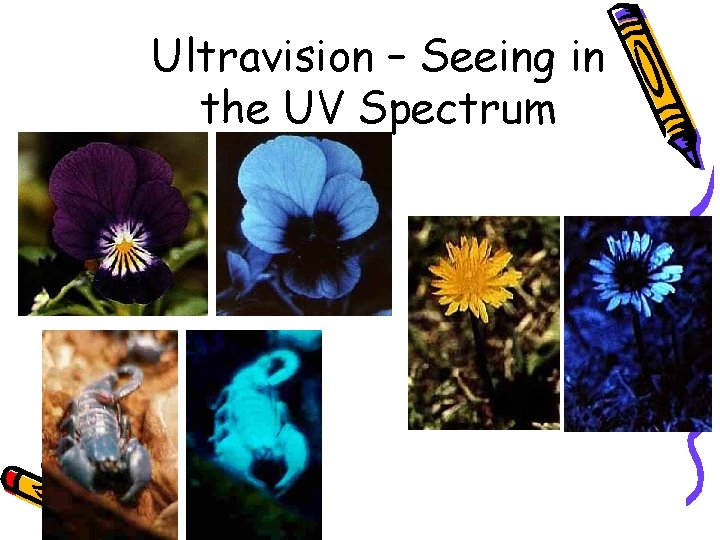Ultravision – Seeing in the UV Spectrum 