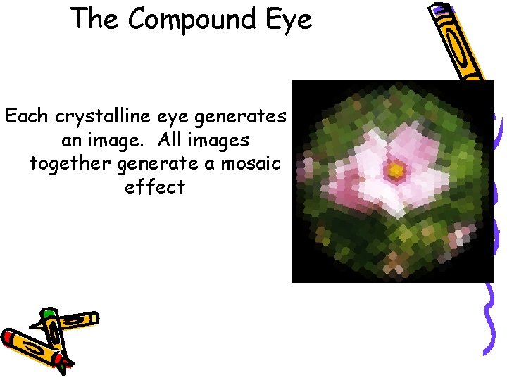 The Compound Eye Each crystalline eye generates an image. All images together generate a