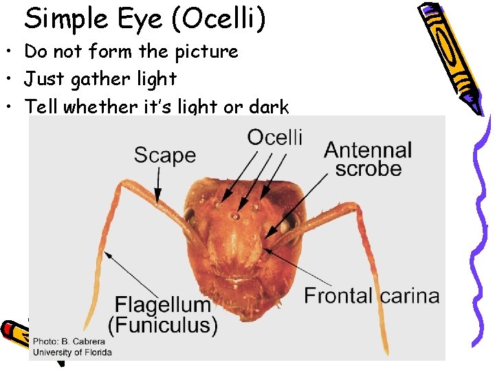 Simple Eye (Ocelli) • Do not form the picture • Just gather light •