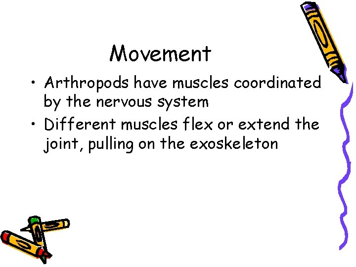 Movement • Arthropods have muscles coordinated by the nervous system • Different muscles flex
