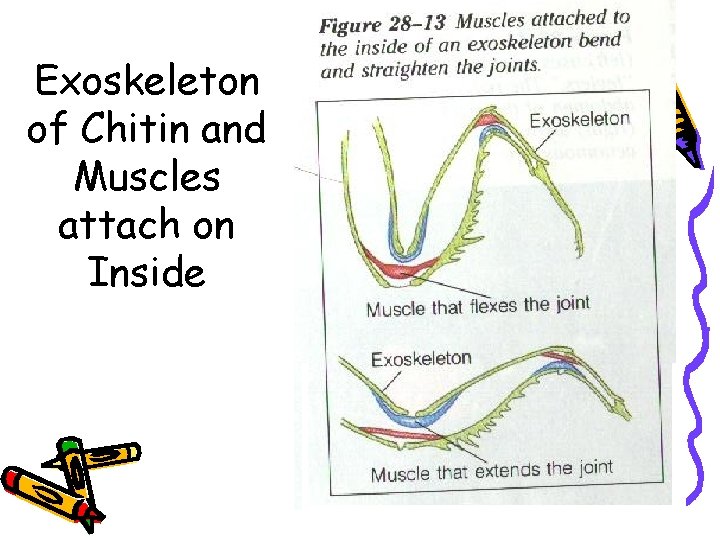Exoskeleton of Chitin and Muscles attach on Inside 
