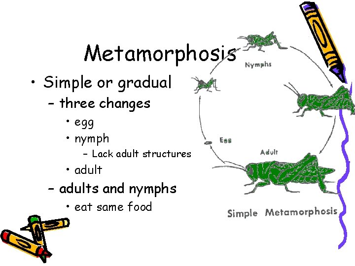 Metamorphosis • Simple or gradual – three changes • egg • nymph – Lack
