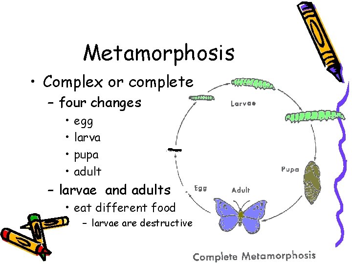 Metamorphosis • Complex or complete – four changes • • egg larva pupa adult