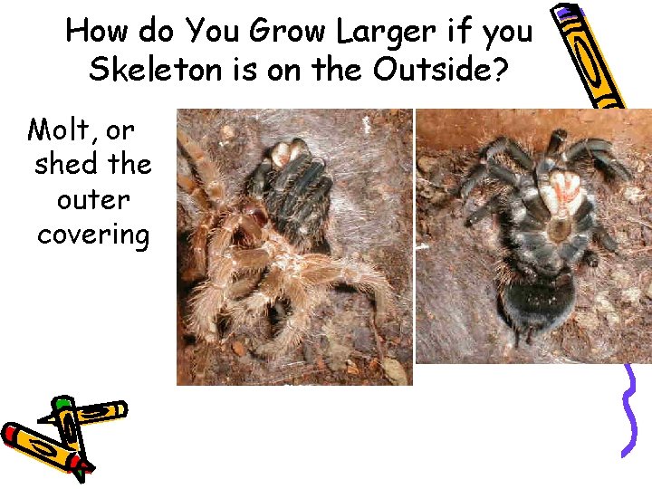 How do You Grow Larger if you Skeleton is on the Outside? Molt, or