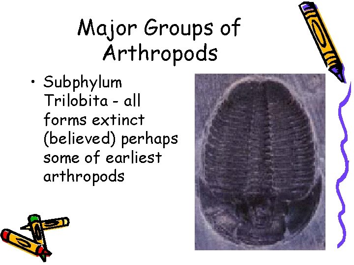 Major Groups of Arthropods • Subphylum Trilobita - all forms extinct (believed) perhaps some