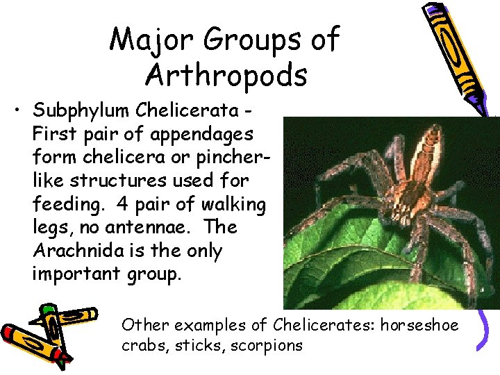 Major Groups of Arthropods • Subphylum Chelicerata First pair of appendages form chelicera or