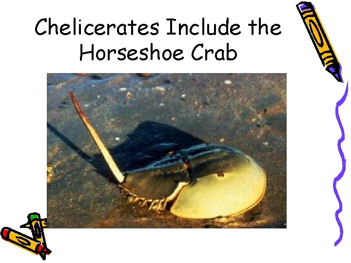Chelicerates Include the Horseshoe Crab 