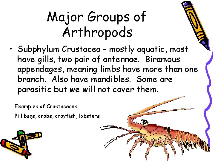 Major Groups of Arthropods • Subphylum Crustacea - mostly aquatic, most have gills, two