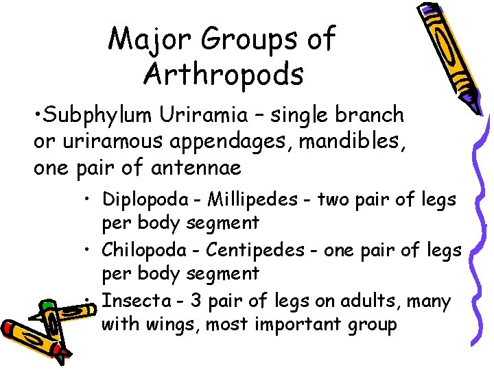Major Groups of Arthropods • Subphylum Uriramia – single branch or uriramous appendages, mandibles,