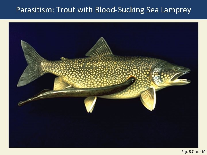 Parasitism: Trout with Blood-Sucking Sea Lamprey Fig. 5 -7, p. 110 