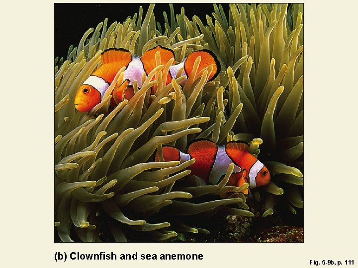 (b) Clownfish and sea anemone Fig. 5 -9 b, p. 111 