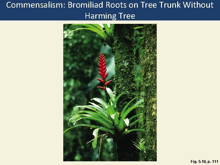 Commensalism: Bromiliad Roots on Tree Trunk Without Harming Tree Fig. 5 -10, p. 111
