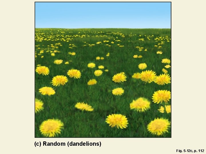 (c) Random (dandelions) Fig. 5 -12 c, p. 112 