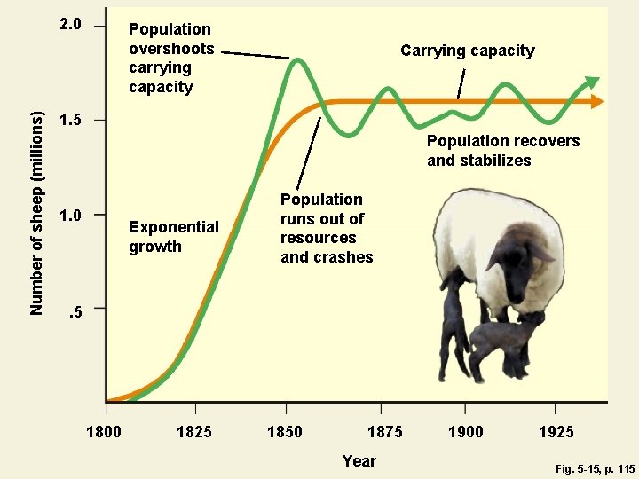 Number of sheep (millions) 2. 0 Population overshoots carrying capacity Carrying capacity 1. 5