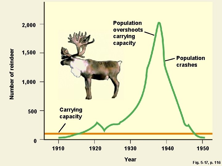 Population overshoots carrying capacity Number of reindeer 2, 000 1, 500 Population crashes 1,