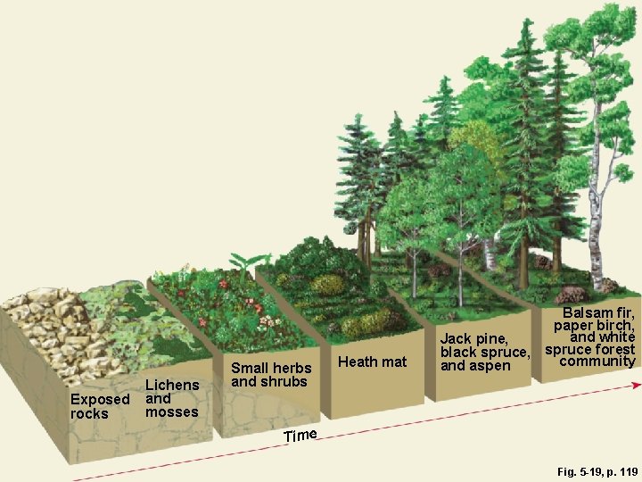 Exposed rocks Lichens and mosses Small herbs and shrubs Heath mat Balsam fir, paper