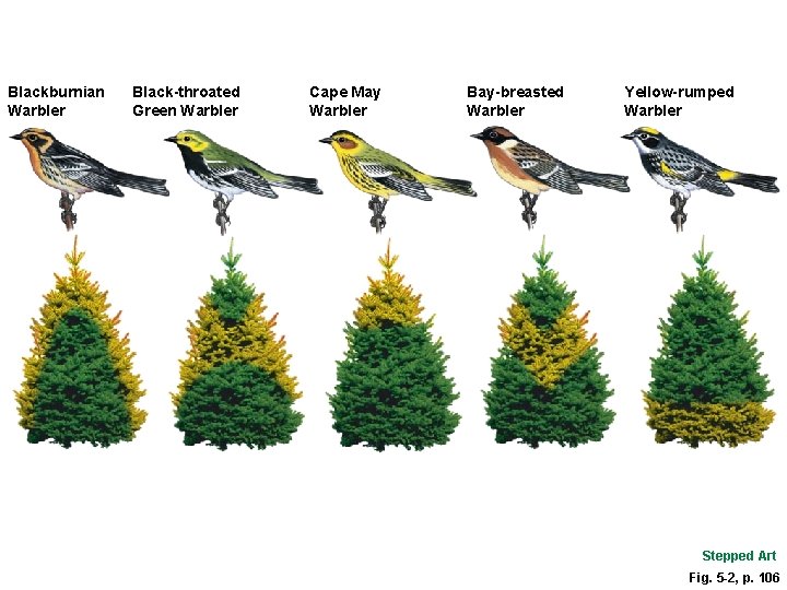 Blackburnian Warbler Black-throated Green Warbler Cape May Warbler Bay-breasted Warbler Yellow-rumped Warbler Stepped Art