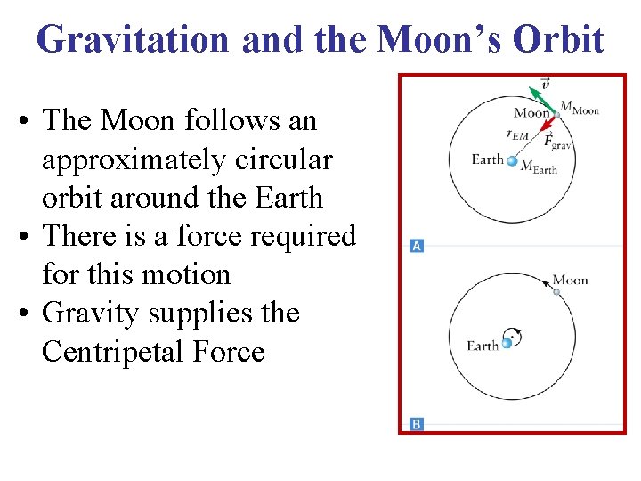 Gravitation and the Moon’s Orbit • The Moon follows an approximately circular orbit around