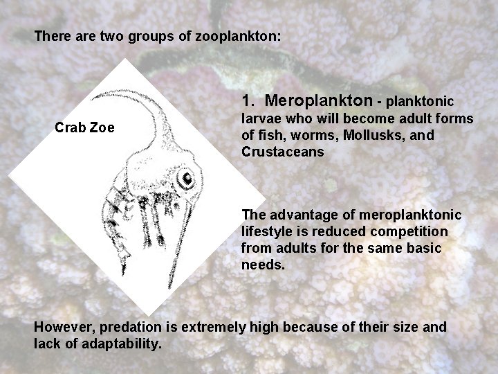 There are two groups of zooplankton: 1. Meroplankton - planktonic Crab Zoe larvae who