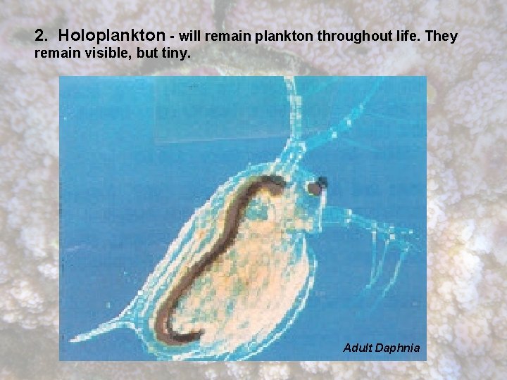 2. Holoplankton - will remain plankton throughout life. They remain visible, but tiny. Adult