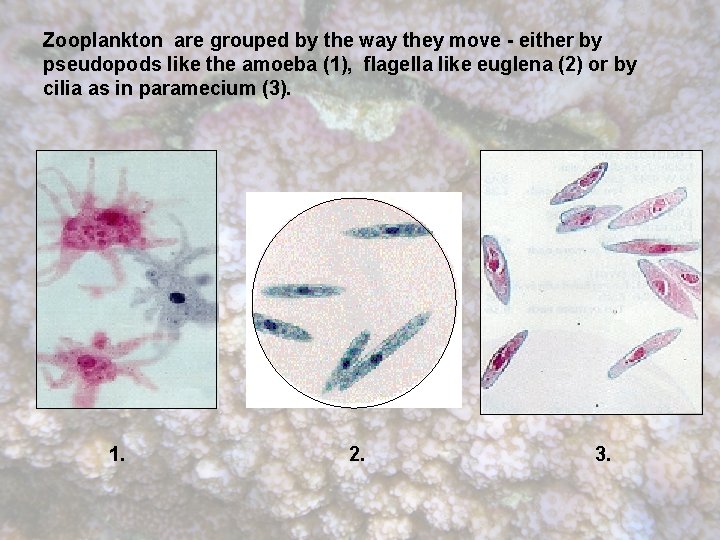 Zooplankton are grouped by the way they move - either by pseudopods like the