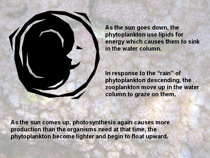 As the sun goes down, the phytoplankton use lipids for energy which causes them