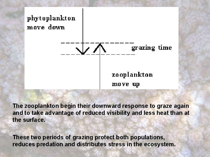 The zooplankton begin their downward response to graze again and to take advantage of