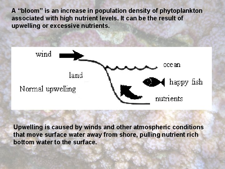 A “bloom” is an increase in population density of phytoplankton associated with high nutrient