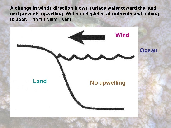 A change in winds direction blows surface water toward the land prevents upwelling. Water
