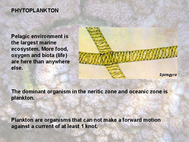 PHYTOPLANKTON Pelagic environment is the largest marine ecosystem. More food, oxygen and biota (life)