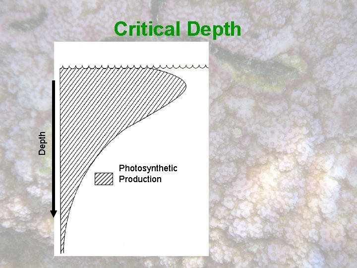 Depth Critical Depth Photosynthetic Production 