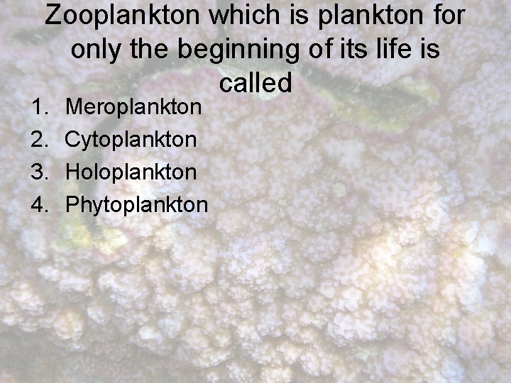 Zooplankton which is plankton for only the beginning of its life is called 1.