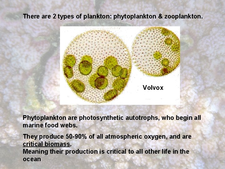 There are 2 types of plankton: phytoplankton & zooplankton. Volvox Phytoplankton are photosynthetic autotrophs,