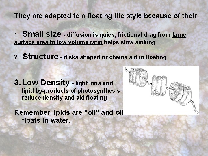 They are adapted to a floating life style because of their: 1. Small size