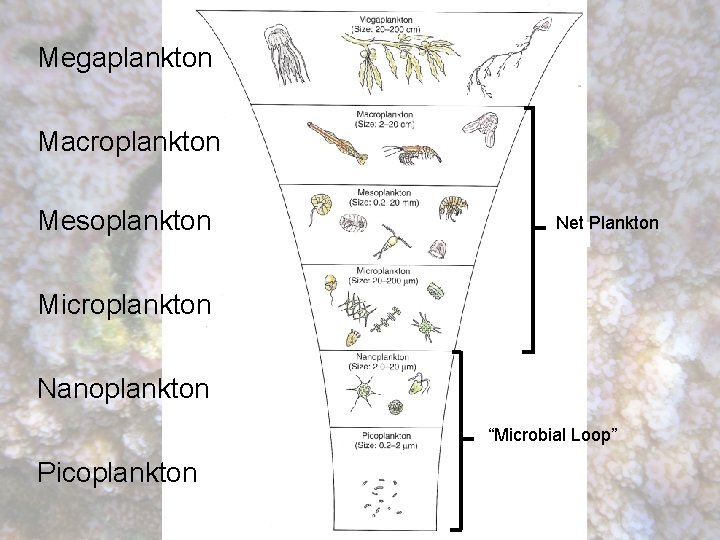 Megaplankton Macroplankton Mesoplankton Net Plankton Microplankton Nanoplankton “Microbial Loop” Picoplankton 