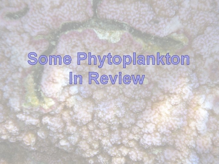 Some Phytoplankton In Review 