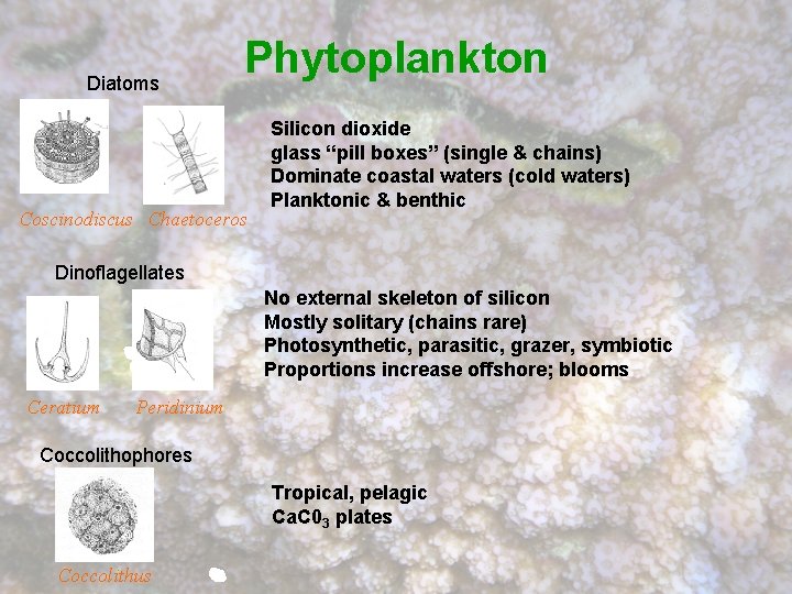 Diatoms Phytoplankton Coscinodiscus Chaetoceros Silicon dioxide glass “pill boxes” (single & chains) Dominate coastal