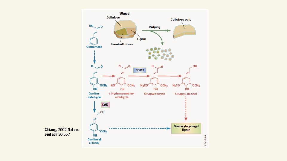 Chiang, 2002 Nature Biotech 20: 557 Chiang, 2002 Nature Biotech 20: 557