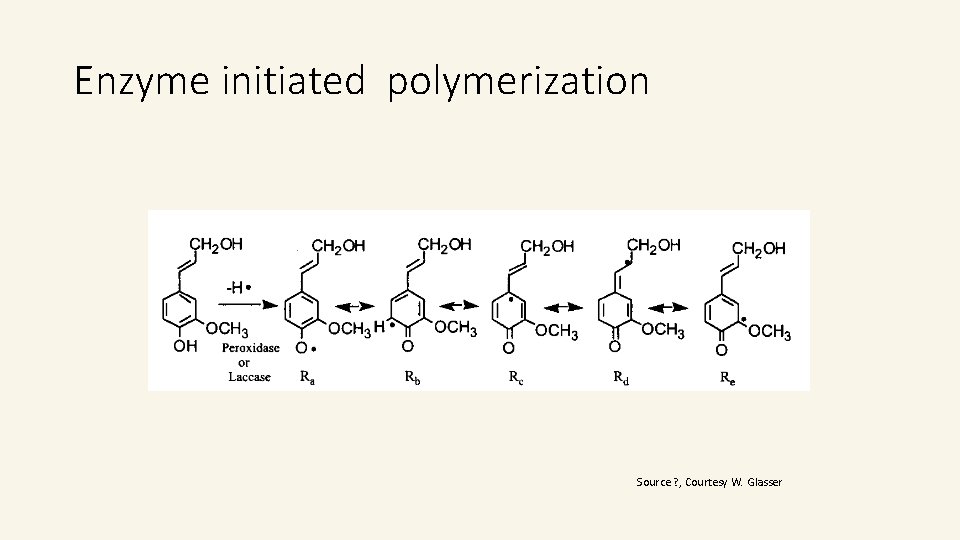 Enzyme initiated polymerization Source ? , Courtesy W. Glasser Enzyme initiated polymerization Source ? , Courtesy W. Glasser