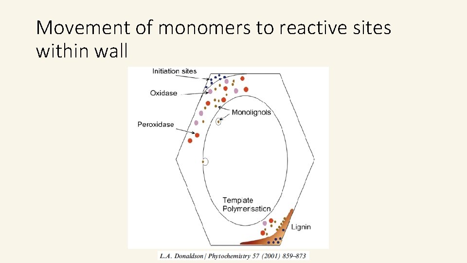 Movement of monomers to reactive sites within wall Movement of monomers to reactive sites within wall