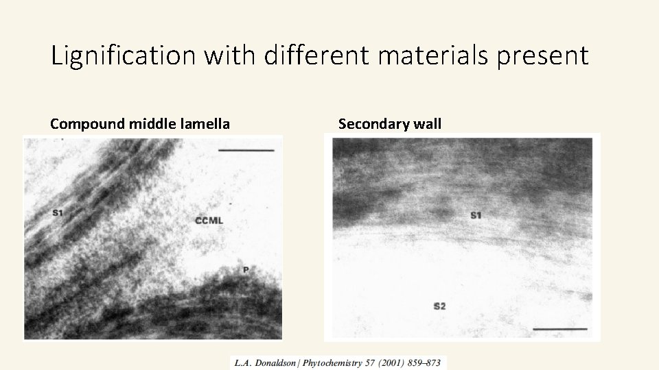 Lignification with different materials present Compound middle lamella Secondary wall Lignification with different materials present Compound middle lamella Secondary wall